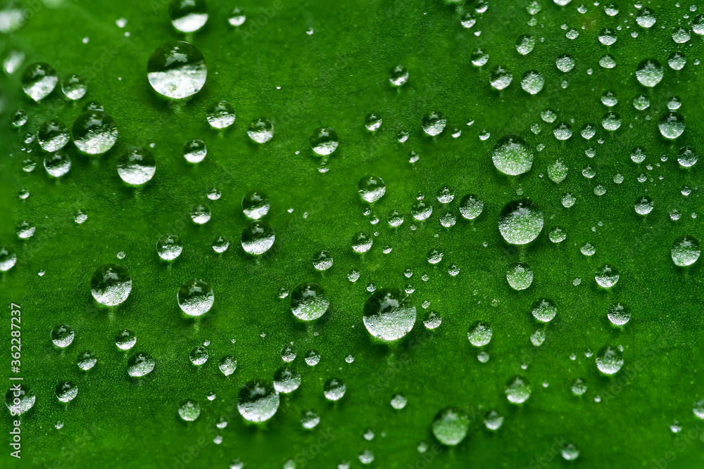 closeup of water drops on green leaf / select focus noise and blur abstract background
