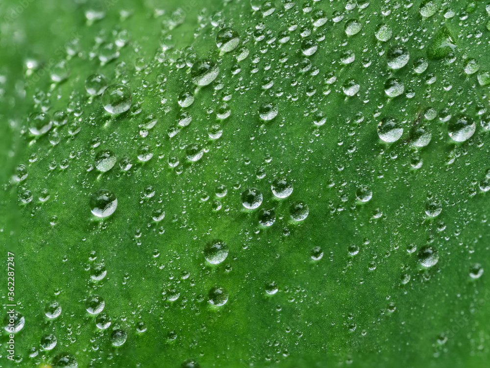 closeup of water drops on green leaf / select focus abstract and blur background