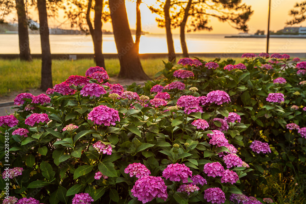 紫陽花 紫陽花