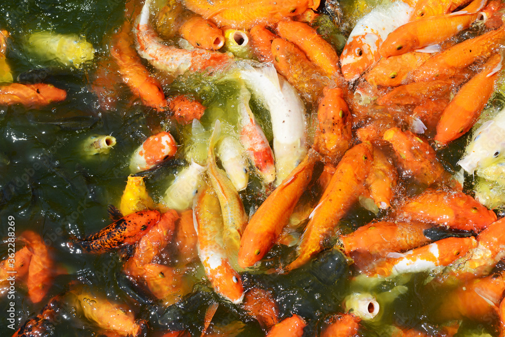 koi fishes in the pond koi fishes in the pond