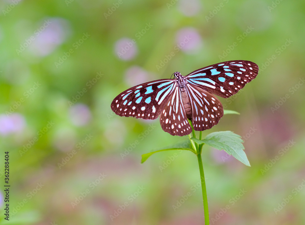 The insect wildlife closeup of a light blue detail wings butterfly The insect wildlife closeup of a light blue detail wings butterfly