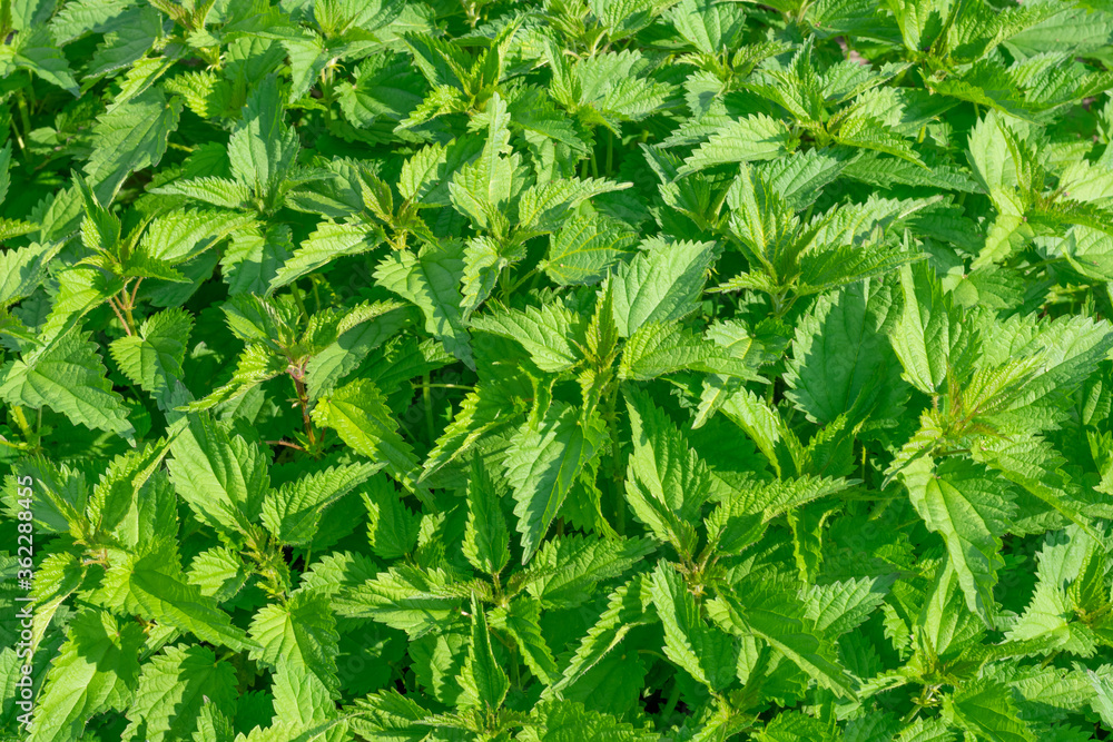 Botanical background with copy space made of many nettle on bright sunlight. Creative layout with place for text Botanical background with copy space made of many nettle on bright sunlight. Creative layout with place for text