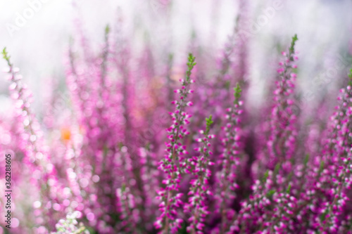 Horizontal pastel toned picture of blurred erica flowers in bright sunlight with sparkles of bokeh effect. Blossoming tiny heather flowers