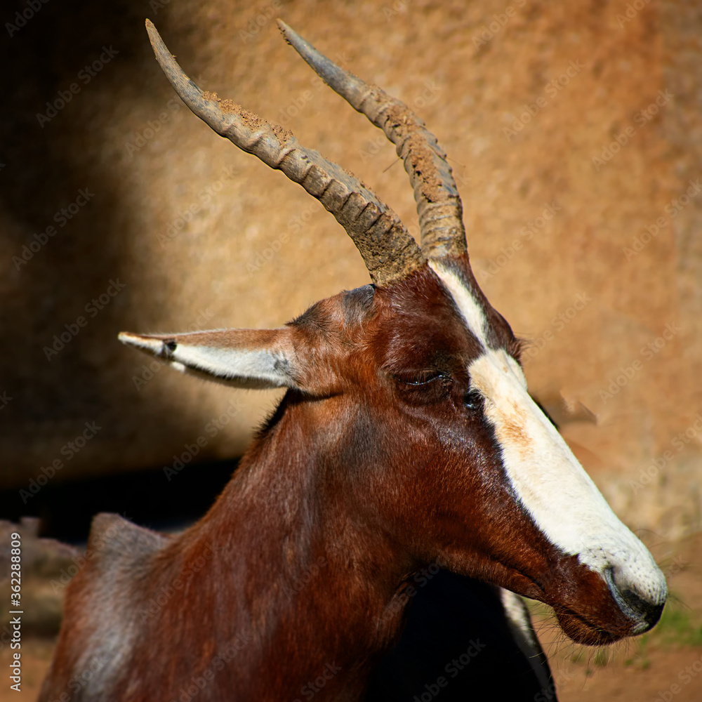 Fototapeta premium close up of a Thomson's gazelle.