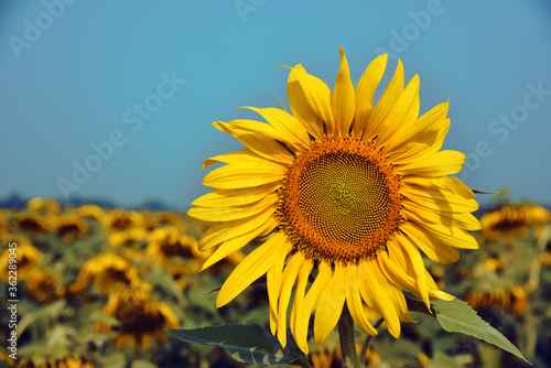 sunflower on a field