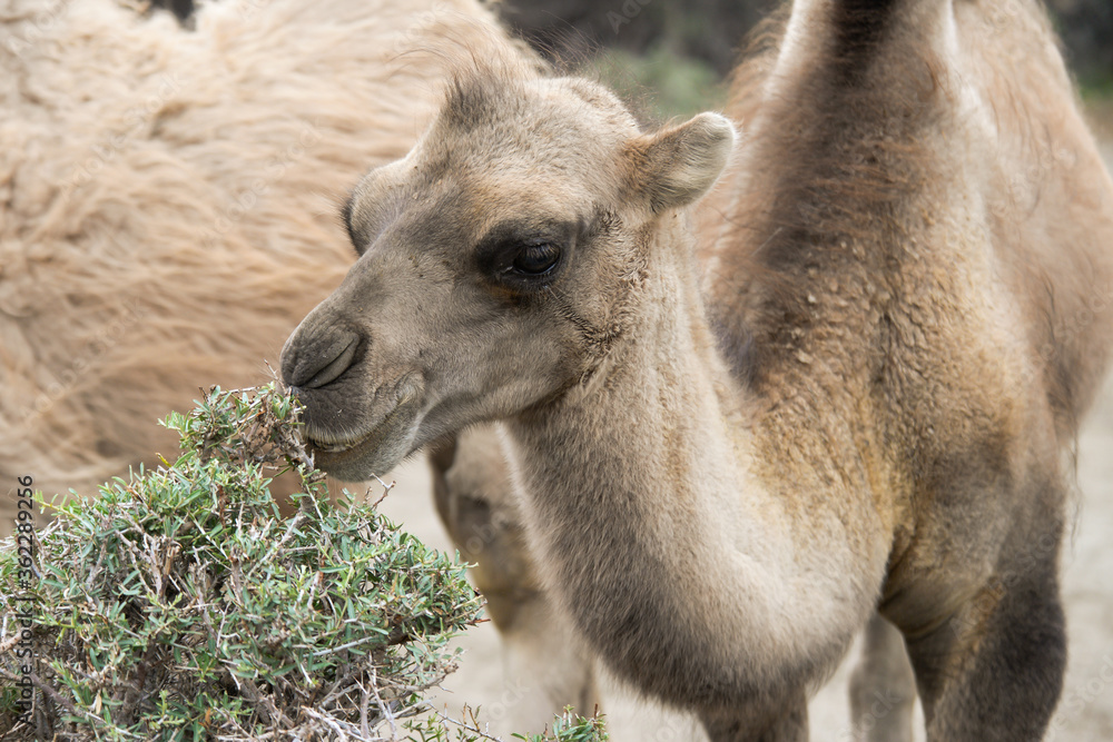 Close up camels eating shrubs and thorny plants in desert.