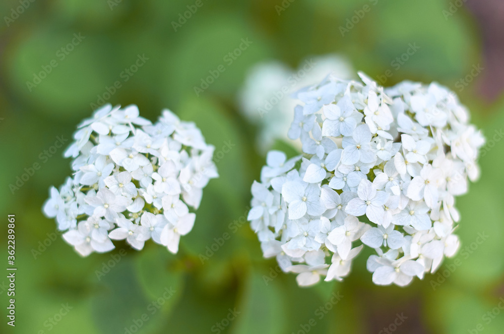 white small hydrangea flowers on a Bush in the garden in summer selective focus white small hydrangea flowers on a Bush in the garden in summer selective focus