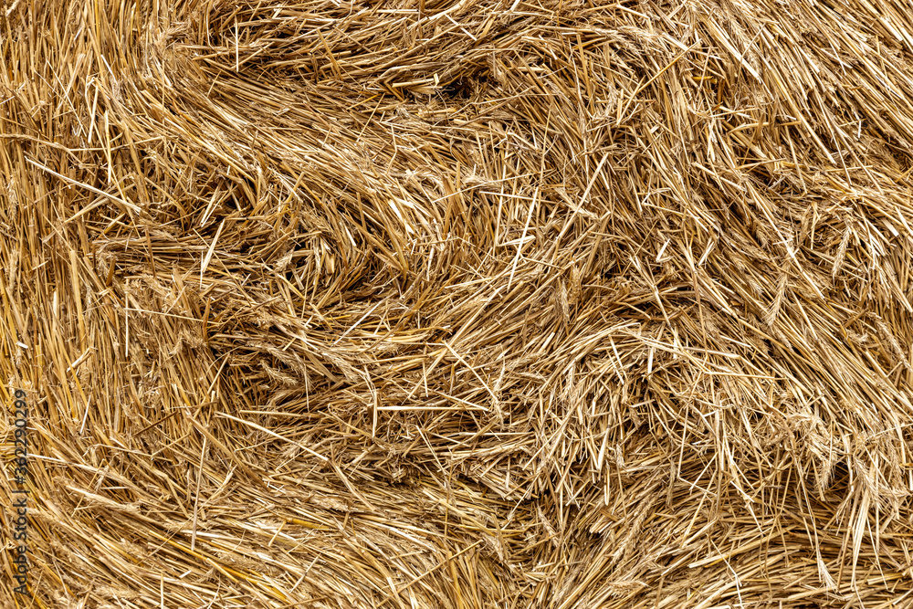The elements and components of agricultural Background of haystack close up The elements and components of agricultural Background of haystack close up