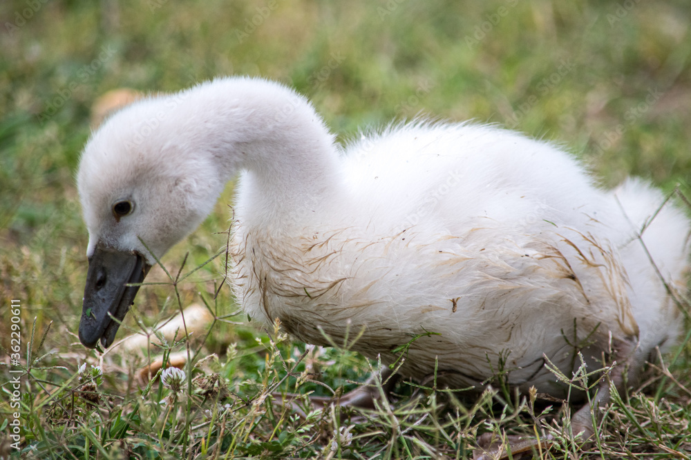 羽毛がふわふわ、むくむくの可愛い野生の白鳥の赤ちゃんたち 羽毛がふわふわ、むくむくの可愛い野生の白鳥の赤ちゃんたち