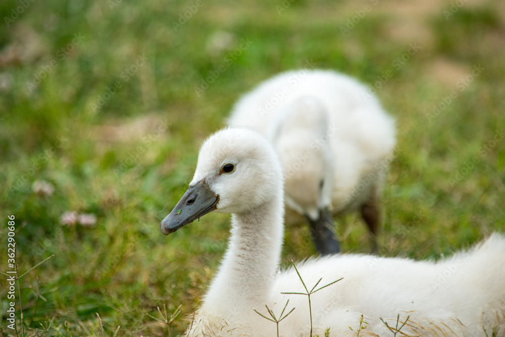 羽毛がふわふわ、むくむくの可愛い野生の白鳥の赤ちゃんたち 羽毛がふわふわ、むくむくの可愛い野生の白鳥の赤ちゃんたち