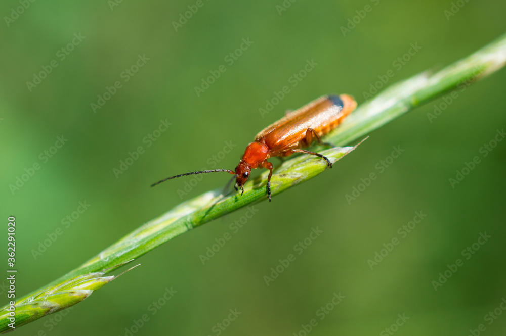 Red bug Red bug