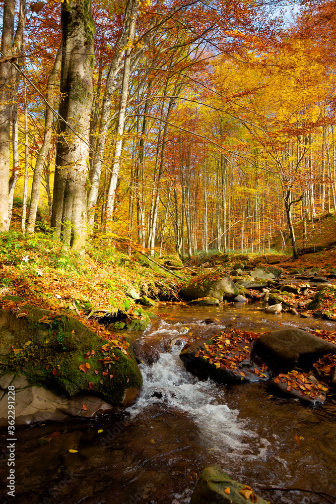 river on the autumn sunny day. wonderful landscape. forest in fall colors. mossy rocks on the shore. fresh and clean water concept