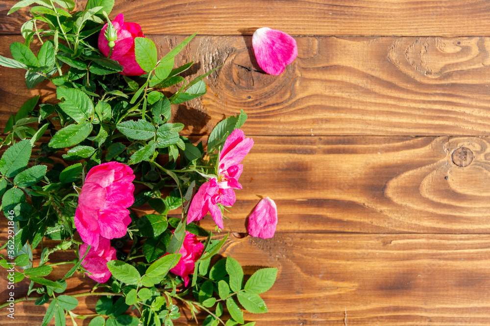 Pink flowers of dog rose on wooden background. Top view, copy space
