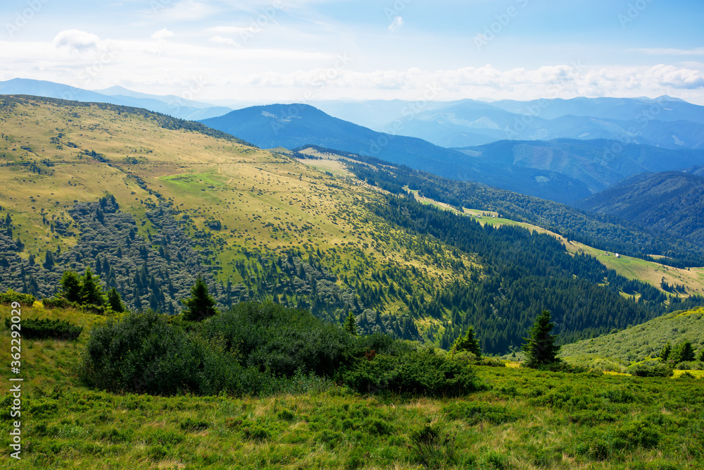hills and valleys of carpathian mountains. trees and bushes on the grassy slopes.  beautiful landscape on a sunny day. clouds on the blue sky