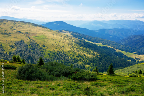 hills and valleys of carpathian mountains. trees and bushes on the grassy slopes. beautiful landscape on a sunny day. clouds on the blue sky