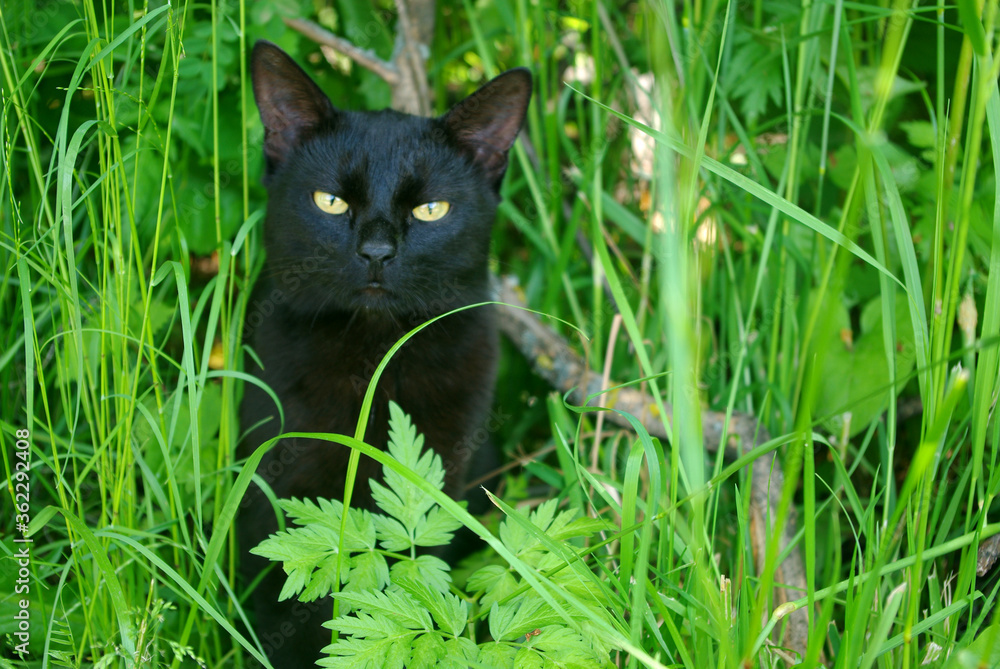 .Black cat sitting in the green grass.