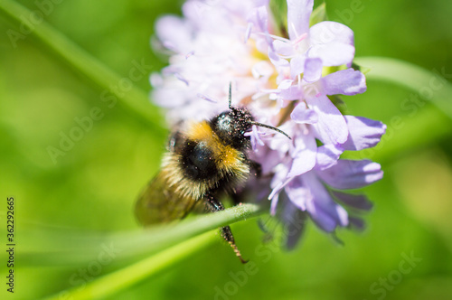 Bee © Kasia R.