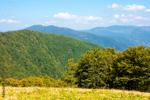 beech forest on the hills. wonderful landscape of carpathian mountains on a sunny day in august. meadow in yellow grass