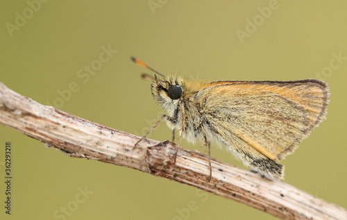 A pretty Essex Skipper, Thymelicus lineola, perching on a plant stem in a meadow. 
