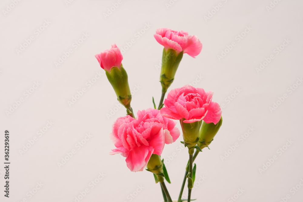 Obraz premium カーネーションの花