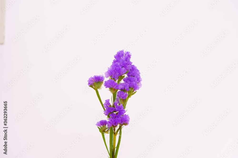 Obraz premium スターチスの花（背景白地）