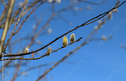 Three flowering male catkins from a goat willow tree (Salix caprea). Flowering branch of pussy willow in the spring forest against the sky