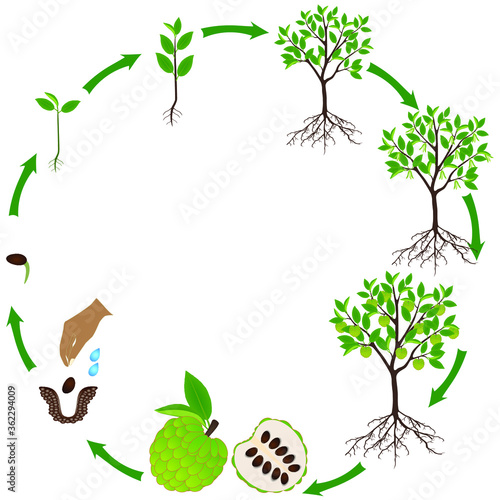 Life cycle of cherimoya Annona cherimola plant on a white background.