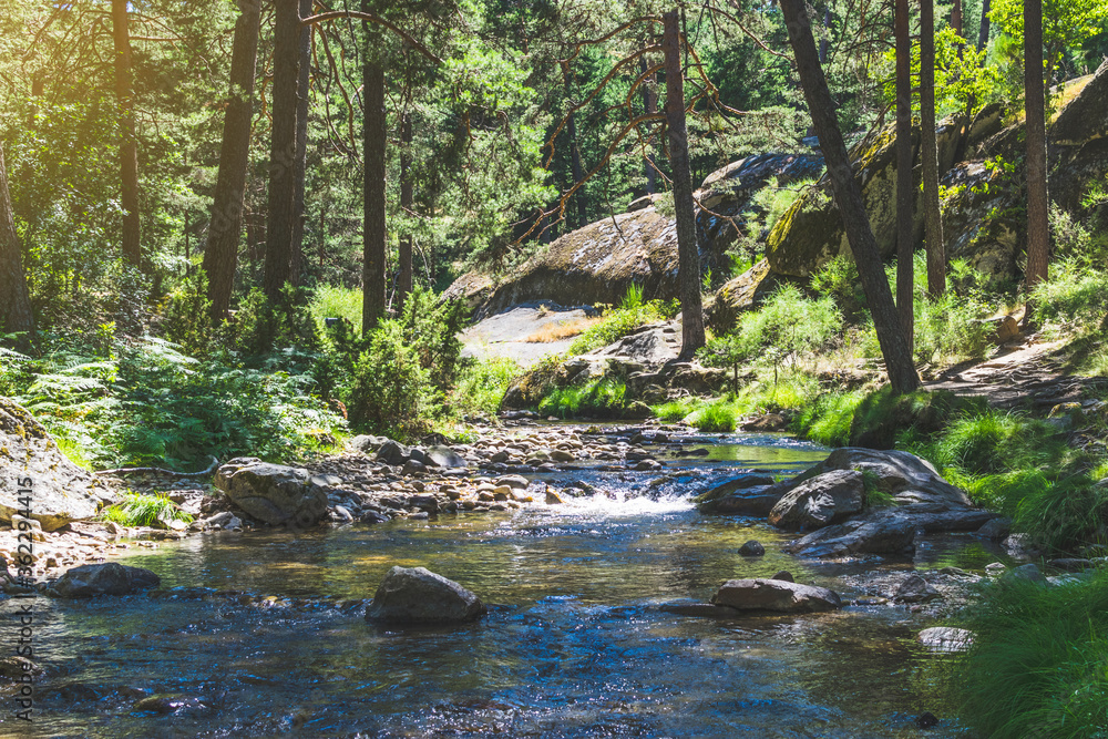 summer in wild forest - vibrantl forest trees and fast river with stones summer in wild forest - vibrantl forest trees and fast river with stones