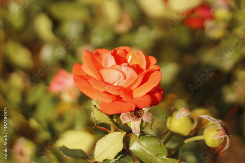 Flowers of Perth - Orange Rose