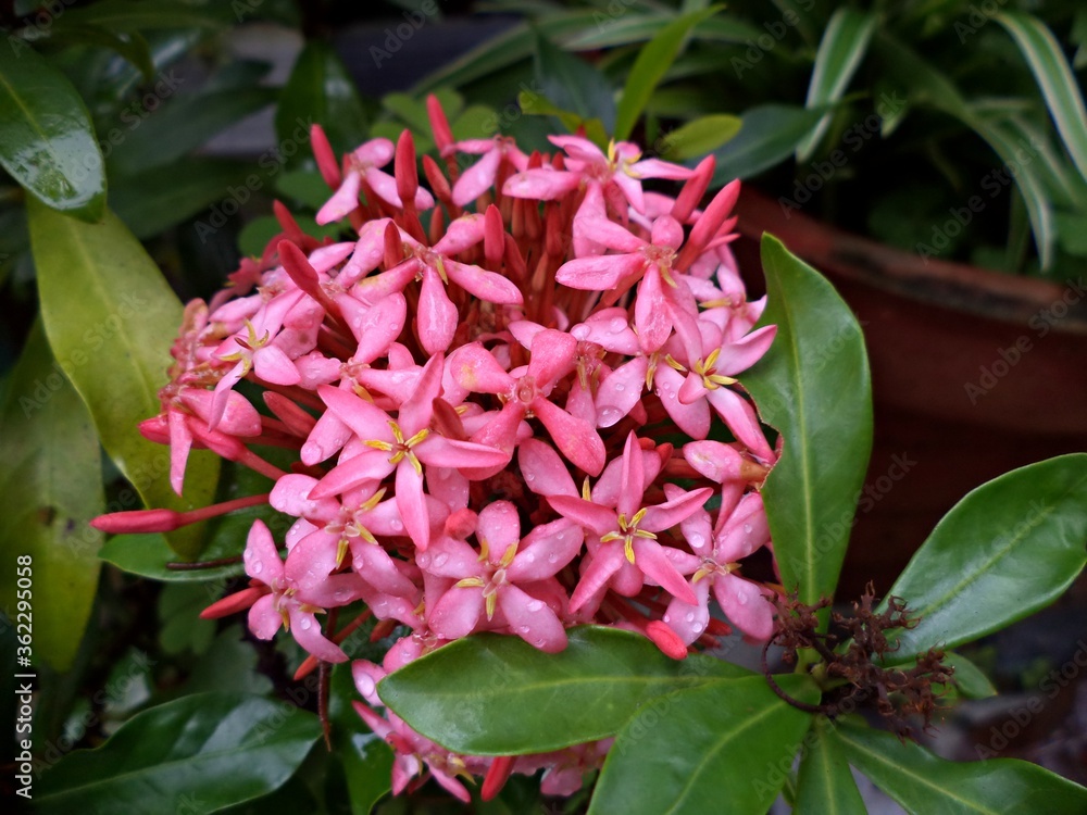 Tiny pink flowers, ixora,thechi(chethi),indian jasmine Tiny pink flowers, ixora,thechi(chethi),indian jasmine
