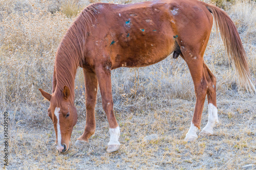 Foto The sick and old horse