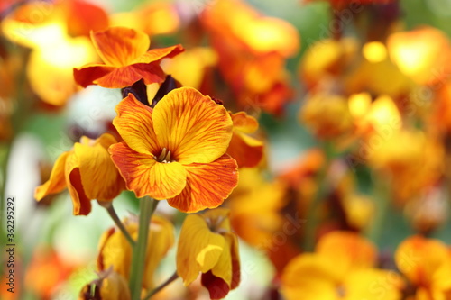 blooming wallflower in the garden