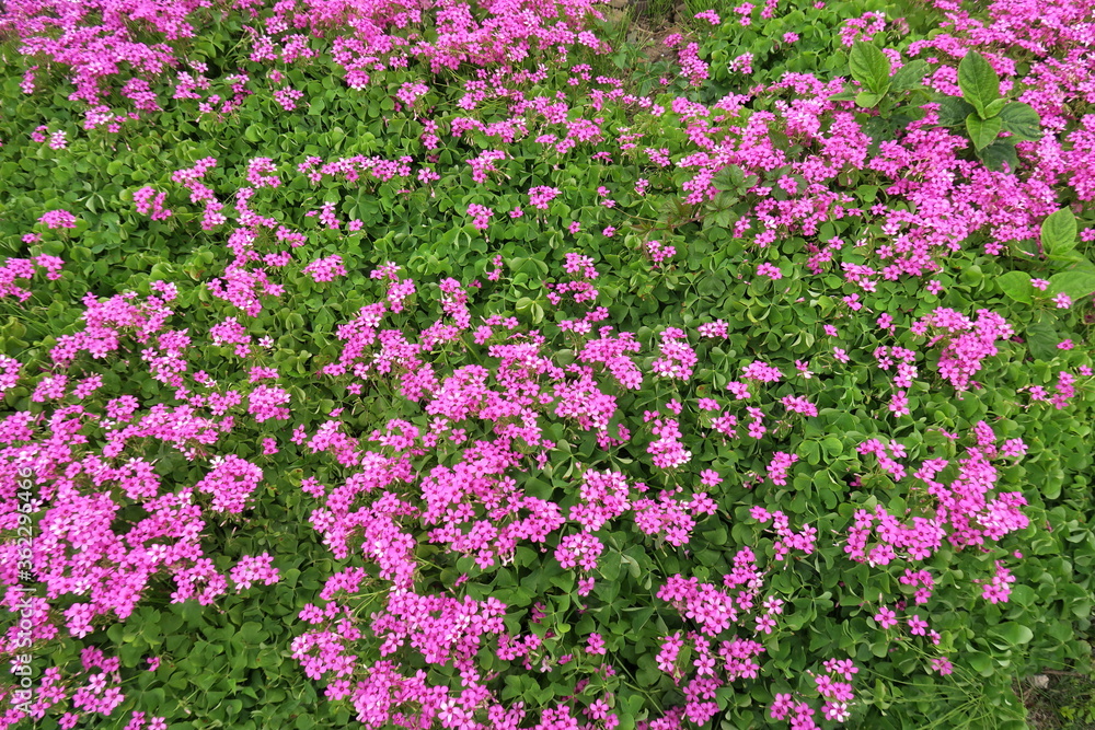 野原に咲く満開の芋酢漿草