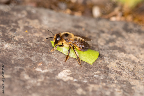 Blattschneiderbiene ruht sich aus photo