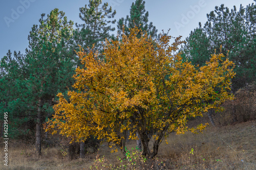 Autumn colors in the pine forest