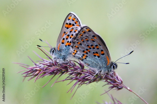 A pair of butterflies of the Lycaenidae family mating on a branch