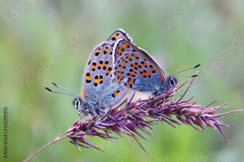 A pair of butterflies of the Lycaenidae family mating on a branch