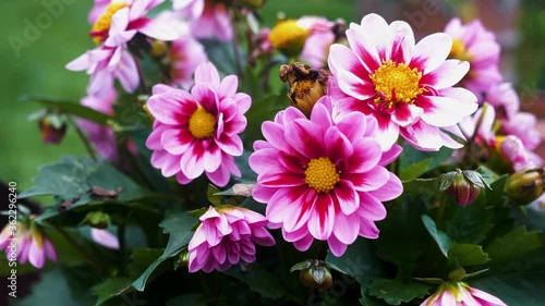 Pink Dahlia flower called Fascination is found in Mexico and is the national flower. photo