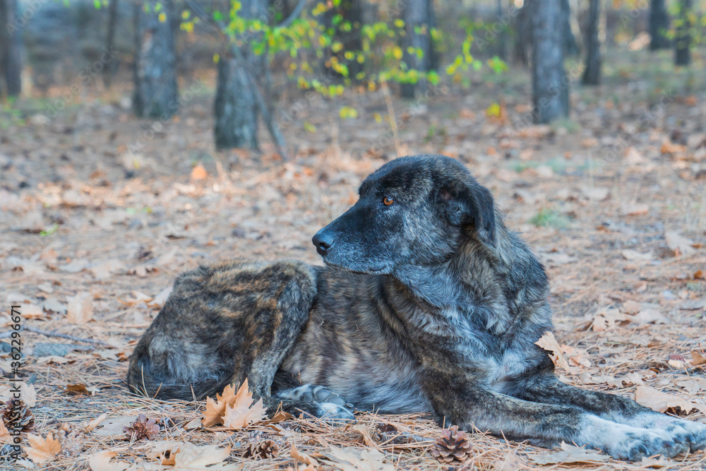Stray dog lying in the woods