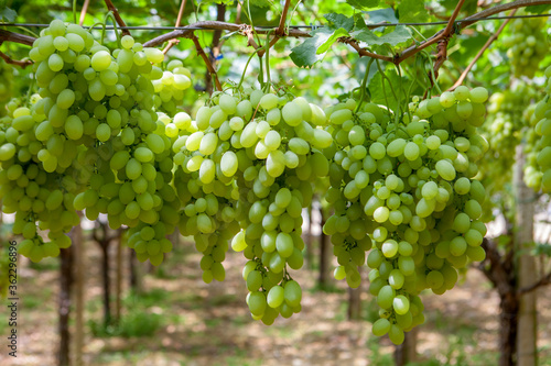 Bunches of White Grapes in the Vineyard