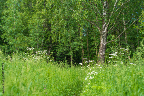 Background with green field and forest in summer in sunny weather. White flowers and a birch in the background.