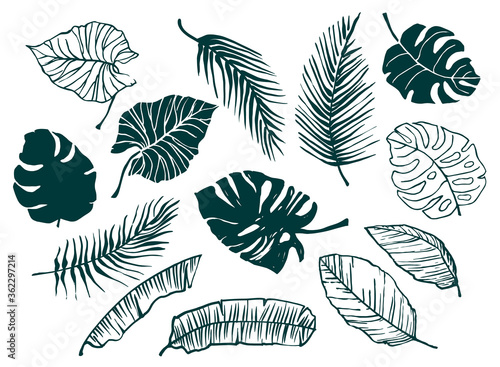 Vector set of hand-drawn tropical leaves. Trendy design