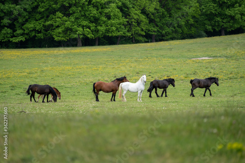 A herd of wild, brown horses in a meadow in front of a forest, with a white horse in the middle