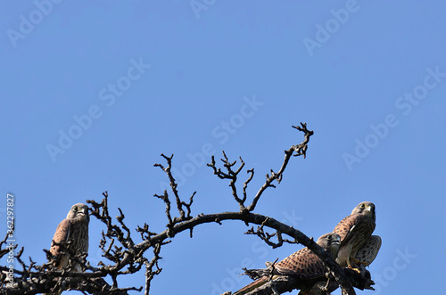Falken hoch in Baumwipfel
