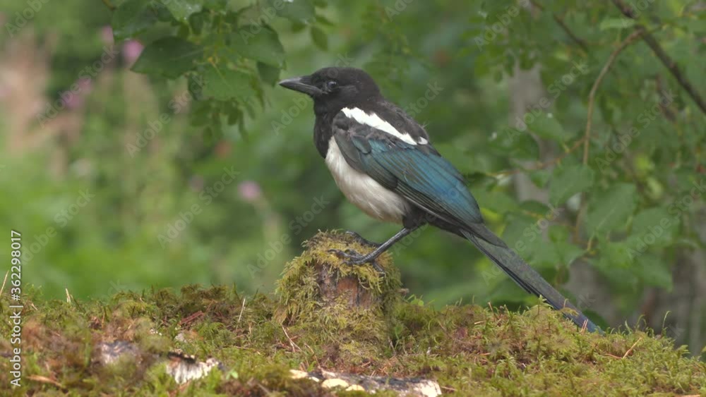 crow magpie bird on ground jump forward watching alerted feeding crow magpie bird on ground jump forward watching alerted feeding