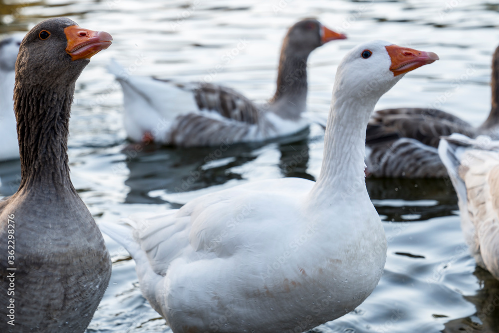 the close-up of geese,blurred background the close-up of geese,blurred background
