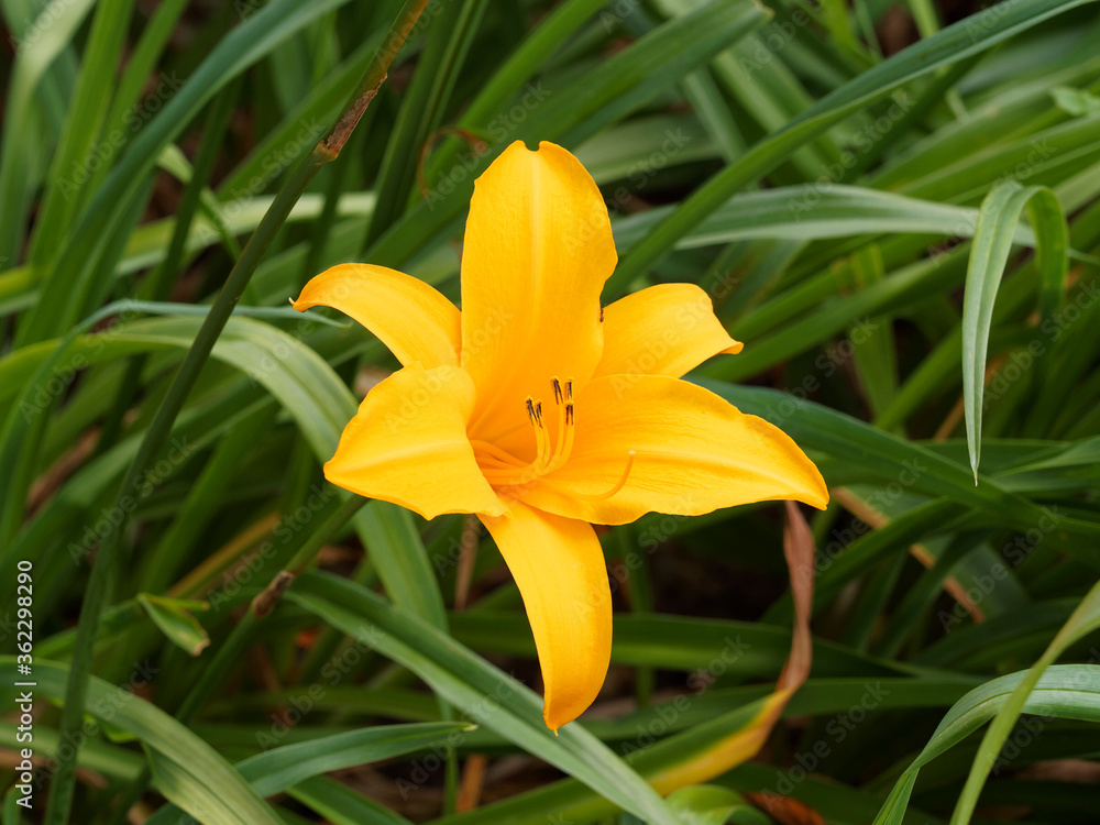 Nahaufnahme auf einer Hemerocallis cultorum 'Aten' oder orange Taglilien mit glockenförmig Tepalen an der Spitze eines dünnen Stiels Nahaufnahme auf einer Hemerocallis cultorum 'Aten' oder orange Taglilien mit glockenförmig Tepalen an der Spitze eines dünnen Stiels