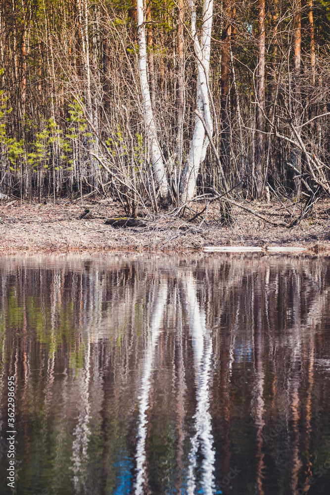 Bank of the river with reflection of white birch in the water during the spring flood.