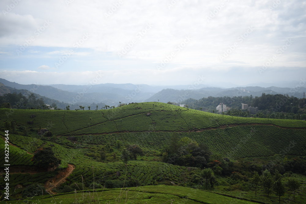 Naklejka premium Tea gardens in the hills