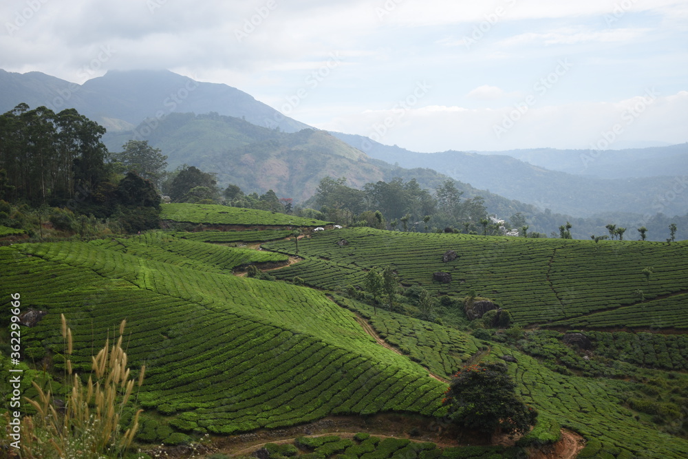 Tea gardens in the hills